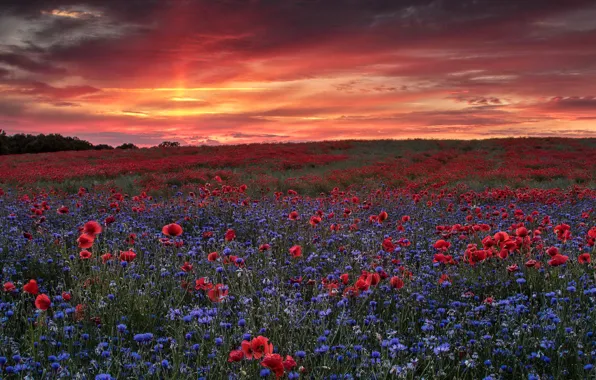 Картинка поле, закат, маки