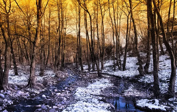 Картинка зима, лес, деревья