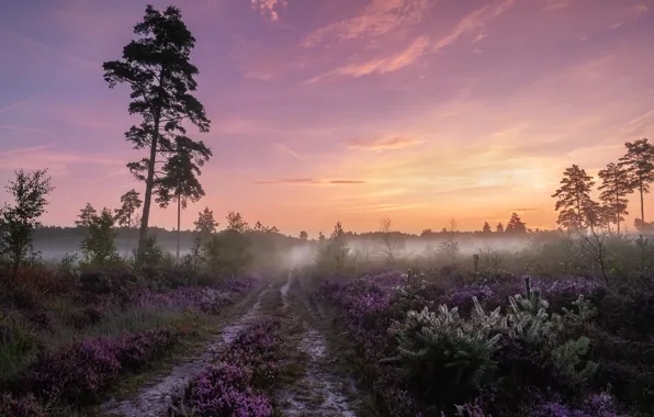 Картинка дорога, лето, деревья, закат