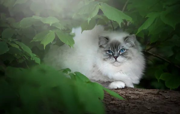 Кошка, кот, взгляд, листья, ветки, природа, лежит, бревно