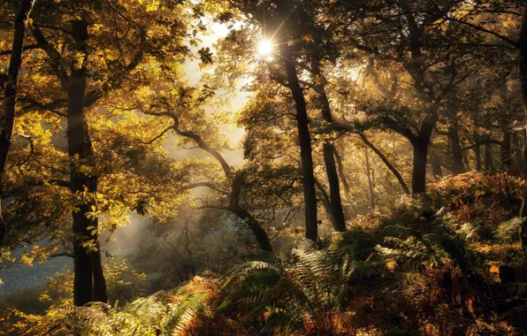 Картинка осень, лес, свет, папоротник