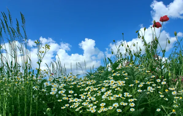 Картинка небо, трава, облака, цветы, маки, ромашки, луг