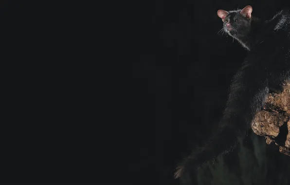Ночь, genet, редкое животное