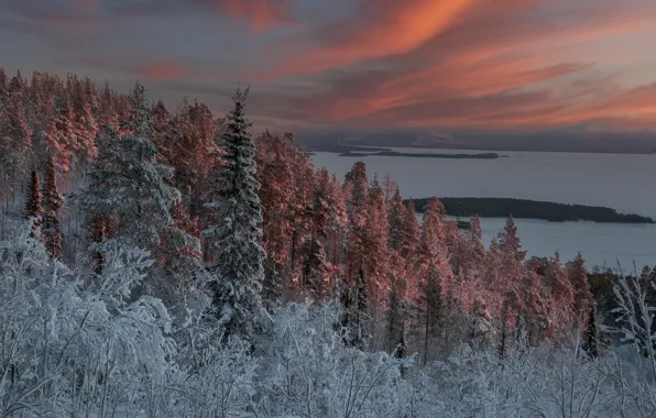 Картинка зима, лес, снег, пейзаж, закат, природа, залив, Кольский полуостров