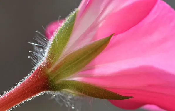 Цветы, природа, растение, лепестки