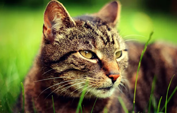 Зелень, кошка, трава, глаза, кот, взгляд, морда, фокус