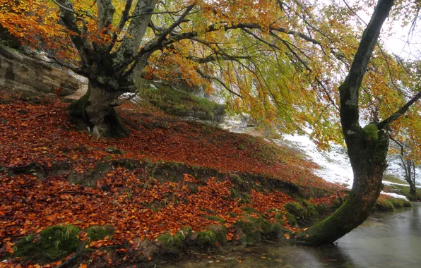 Картинка осень, снег, деревья, река, берег