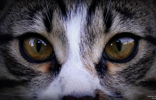 Глаза, кот, взгляд, природа, отражение, зеркало, зверь, дикий