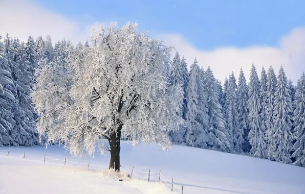 Зима, иней, лес, снег, дерево, ели