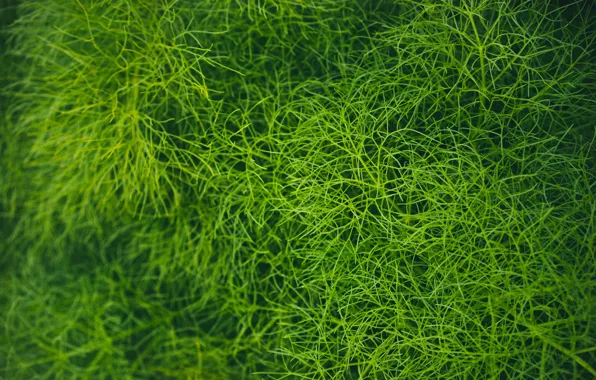 Картинка зелень, трава, макро, green, растительность, grass, plant