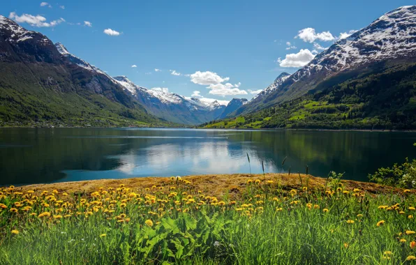 Картинка цветы, горы, Норвегия, одуванчики, Norway, фьорд, Стрюн, Nordfjord