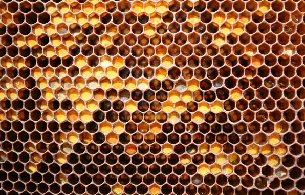 Картинка соты, мед, майский мед