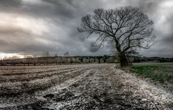 Поле, деревья, природа