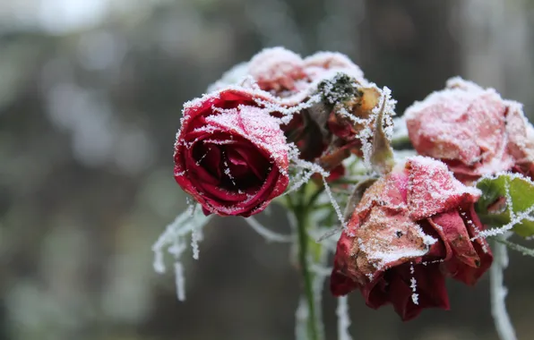 Иней, снег, цветы, розы, лепестки
