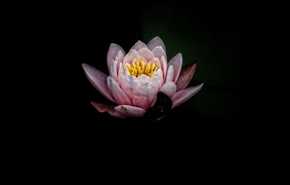 Цветок, цветы, фон, лотос, flower, flowers, background, lotus