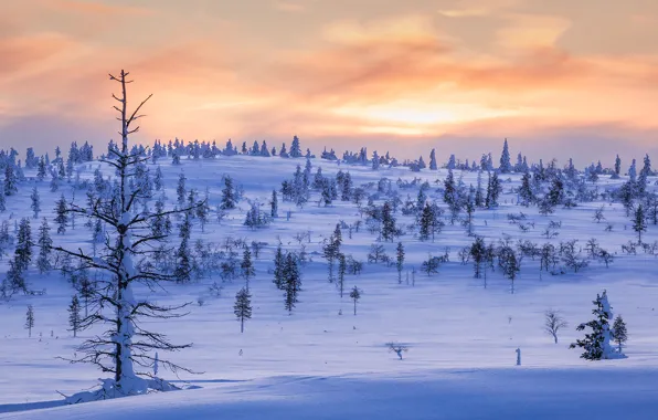 Зима, снег, деревья, закат