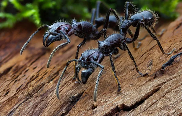 Крупный план, насекомые, челюсти, муравьи, close-up, jaws, insects, ants