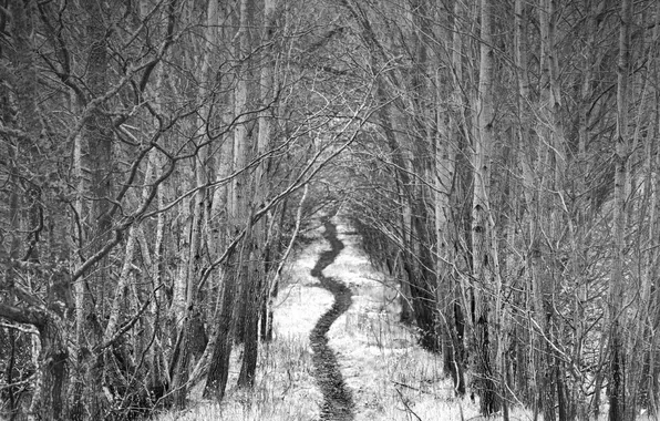 Картинка лес, ч/б, тропинка, by Robin de Blanche, Alley