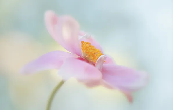 Картинка цветок, розовый, нежный, анемона, японская