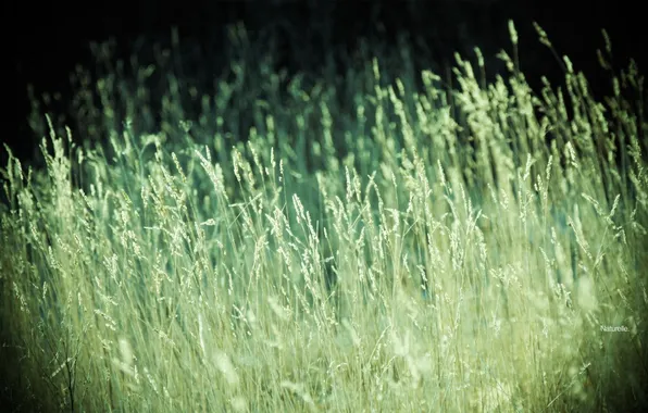 Зелень, поле, лето, трава, природа, фото, фон, обои