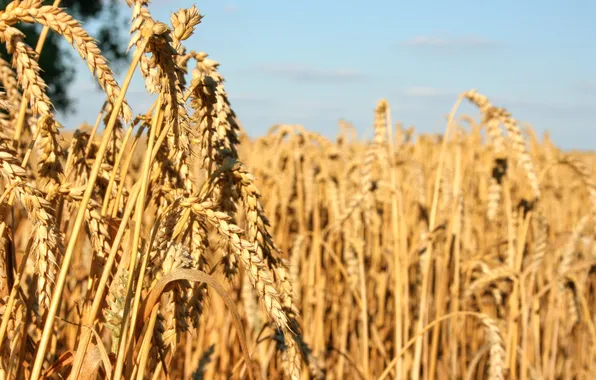 Wheat, crop, seeds