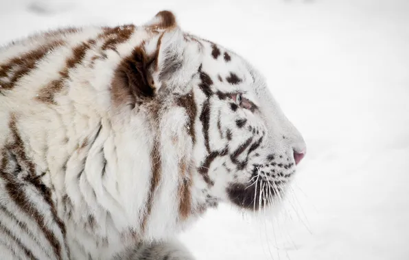 Картинка зима, морда, профиль, белый тигр, дикая кошка