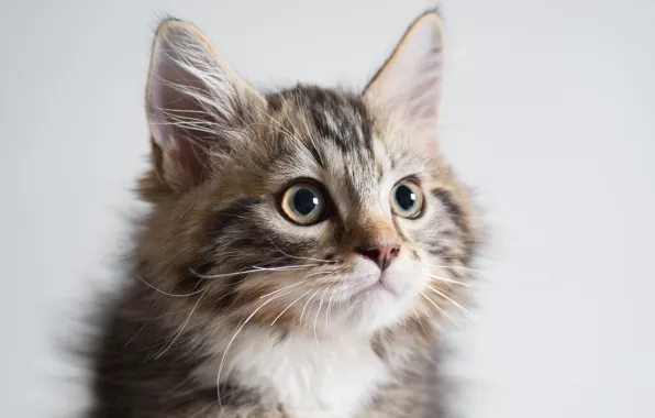 Картинка кошка, кот, портрет, киса