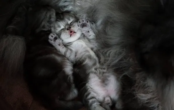 Кошка, сон, лапки, котята, малыши, спящие котята