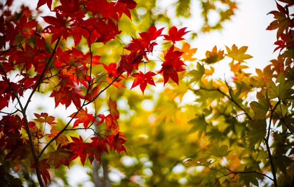 Картинка осень, листья, деревья, ветки, дерево, размытость, зеленые, кленовые