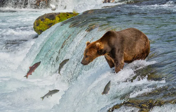 Река, камни, течение, рыбалка, водопад, поток, рыба, медведь