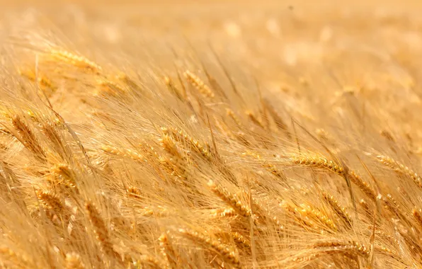 Пшеница, поле, жёлтая, спелая, пора, колоски.