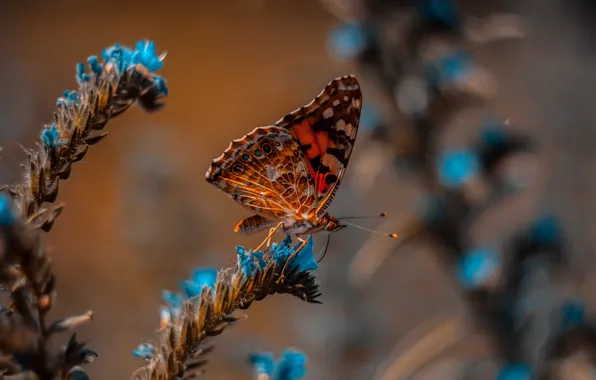 Картинка wallpaper, animals, nature, blue, butterfly, flowers, macro, blur