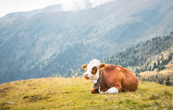 Cow, resting, outdoors