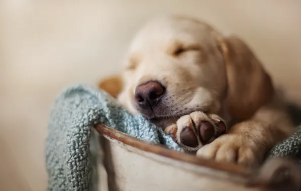 Картинка dog, pet, sleeping puppy