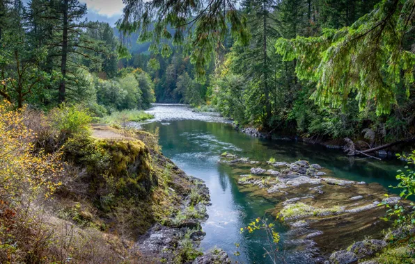 Картинка зелень, лес, солнце, деревья, река, Канада, Cowichan River