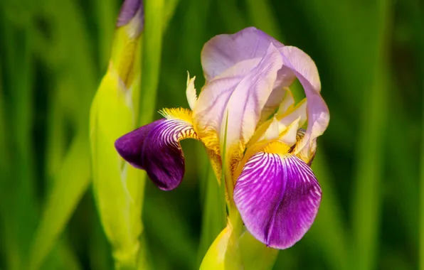 Flower, lily, blooming, iris, lilly
