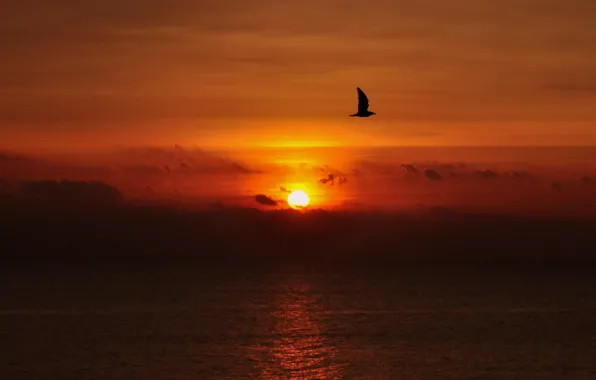 Twilight, sea, ocean, flying, sunset, seascape, flight, clouds