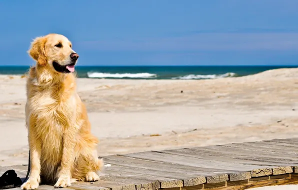 Картинка песок, волны, пляж, Собака, ретривер