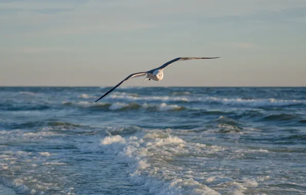 Картинка море, волны, полет, чайка