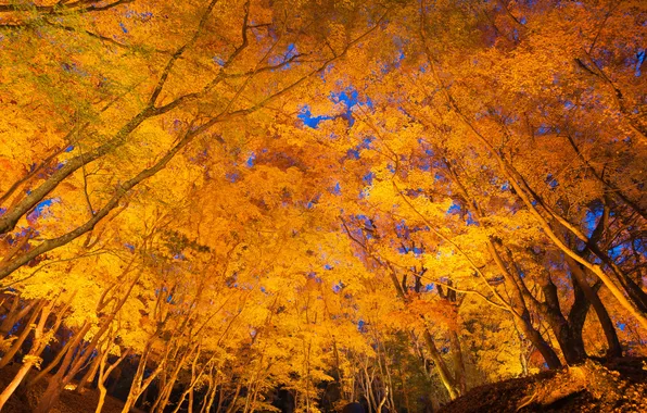 Осень, небо, листья, деревья