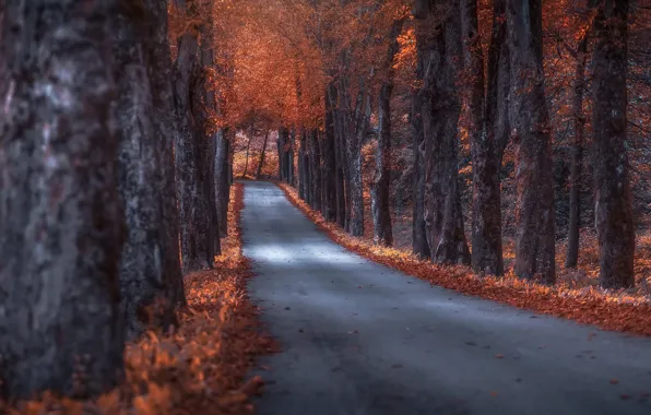 Картинка дорога, осень, деревья