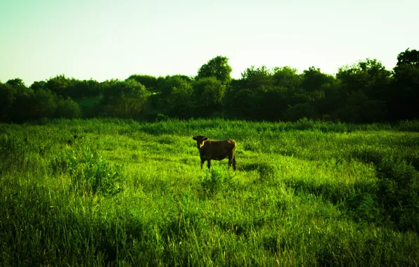 Поле, корова, луг, cow, mmd