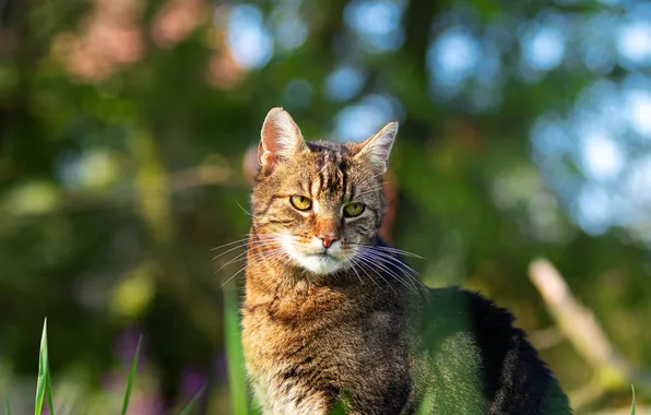 Кошка, кот, взгляд, свет, природа, поза, серый, мордашка