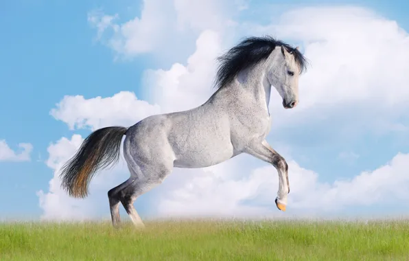 Картинка небо, трава, облака, лошадь