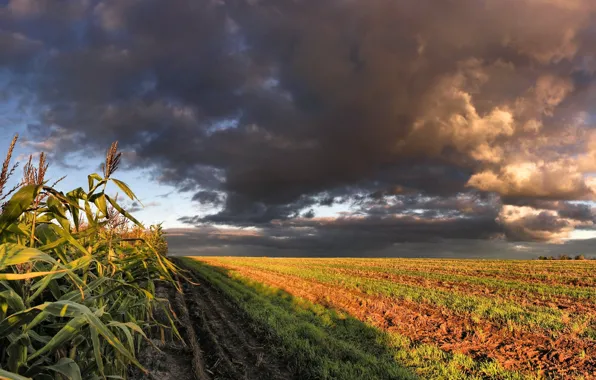 Картинка облака, Поле, кукуруза