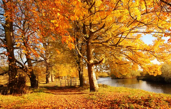 Картинка осень, лес, листья, вода, солнце, свет, деревья, природа