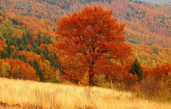 Осень, лес, дерево