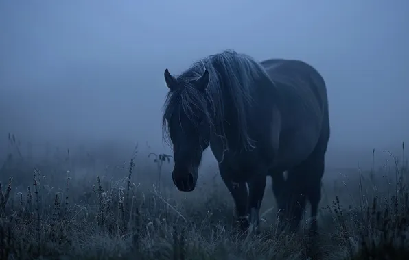 Взгляд, морда, природа, поза, конь, лошадь, ИИ-арт, нейросеть