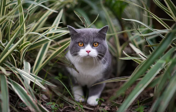 Кошка, взгляд, листья, природа, поза, котенок, мордашка, британский