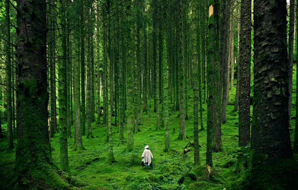 Лес, деревья, зеленая трава, мох, forest, trees, green grass, moss